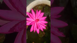 Waterlily Flower Time lapse blooming and closing | Blooming of Waterlily #waterlily #flowers #bloom