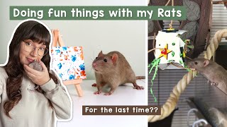 Doing fun things with my Rats (For the last time?)