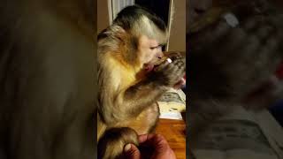 Monkey drinks from his shot glass.