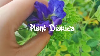 Plant Diaries : butterfly pea flower, bell pepper, chili pepper.