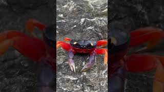 amazing facts crab #shorts #short #trending #satisfying #satisfyingvideo #crab #crabs #relaxing