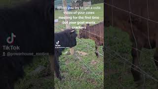 #cowvideos #cows #minicow #highlandcow #animal #animals #pets #pet #goat