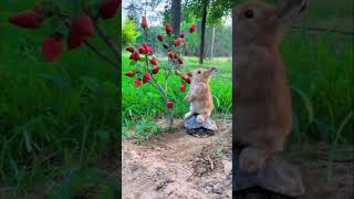 A Day in the Life of Cute baby bunny eating stronerries  #shorts