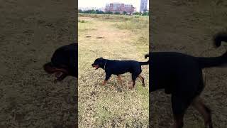 Aggressive Rottweiler #shorts #rottweiler #short #dog #aggressivedog #guarddog #traineddog #dogs #yt