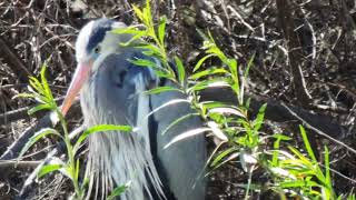 Gilbert Water Ranch at the Riparian  March 4, 2022