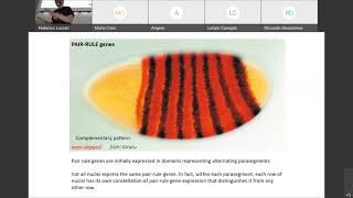 11 Antero posteerior Axis Specification in the Drosophila Embryo seconda parte B