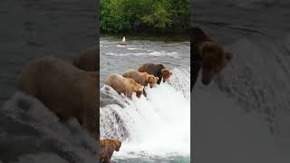 A Bear fishing a salmon - Alaska, USA