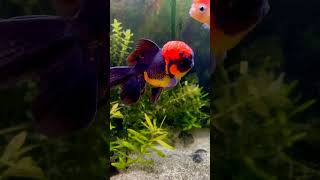 #viralvideo #shortsfeed #trendingshorts #trendingvideo #fish #viralvideo