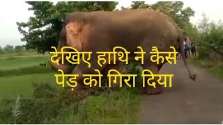 Giant Elephant blocked Road and Uprooted Tree | हाथी ने रास्ता रोक कर पेर को उखाड़ फेंका