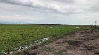 Vegetación y Especies en “Estero Los Corozos”