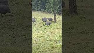 Gallinas de Guinea, que lindas son....