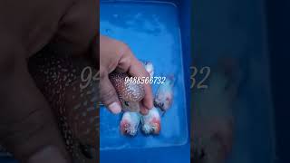 flowerhorn available at best price at salem tamilnadu