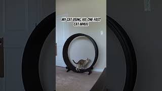 My cat using his one fast cat wheel! Look at him go! #cat #shorts #short #shortvideo #shortsvideo