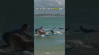 Wave Rider 🐶 The Coolest Dog Surfs the Waves 🌊 From Sand to Surf 🐕 #shorts #shortvideo #shortsfeed