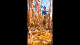 Teendeň 10.10.2024 #hlasludu #corn #farm #farmlife #farming