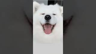 Cute dog moving the ears! #dog #pets #animals #fyp #nature #dogs #cute #fun #animation #edit #shorta