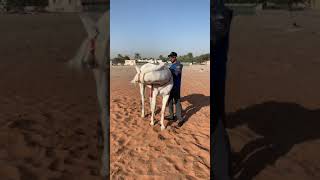 مهارات ترويض الخيل وتدريبه على النوم والطاعة snap:F3UAE