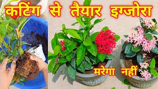 इगजोर प्लांट केयर टिप्स फर्टलाइज़र / How To Grow Ixora Plant / Care / Fertilizer