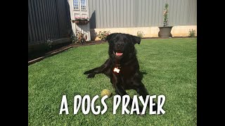 An Inspiring Prayer from a Dog's Perspective: Discover the Loyalty and Love that Transcends Species.