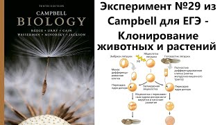 Эксперимент №29 из Campbell для ЕГЭ - Клонирование животных и растений. Полный разбор темы для ЕГЭ