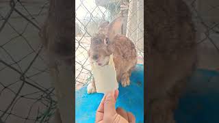 #pewdiepie #rabbitt #pet #bunny #houserabbit #mammal #cute #rabbit #animal #fortnite