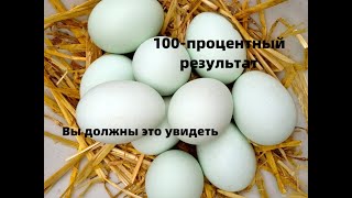 КАК ИНКУБИРОВАТЬ УТИНОЕ ЯЙЦО