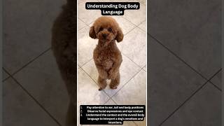 Understanding Dog Body Language: Key Signs to Watch For 🐶#shorts #ytshortsvideo #petcaretips #puppy