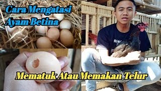 PENYEBAB DAN CARA MENGATASI AYAM BETINA MEMAKAN ATAU MEMATUK TELUR