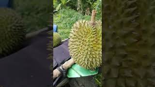 Hunting Duren @Alifa-Tama-Video