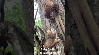 Baby Sloth following mom #shorts