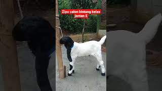 Zipo calon bintang kelas jantan e