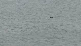 Porpoises at Bloody Bridge   18 3 2020