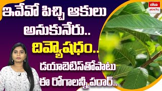 Top 5Amazing Health Benefits Of Guava leaves | ఈ ఆకులు..దివ్యౌషధం..డయాబెటిస్‌కి చెక్..| Eha Health