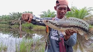 gabus yg ini memang bikin kwalahan//cashting snakehead