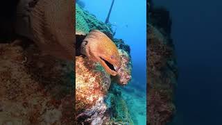 🐟 The moray eels have two sets of jaws.nside the gullet are a pair of concealed pharyngeal jaws