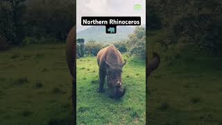 Northern White Rhino Enjoys a Peaceful Meal in the Wild 🌿 #shorts #wildwildlife #rhinos