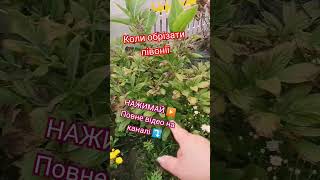 ПІДПИШИСЬ SUBSCRIBE обрізка півонії на зиму przycinanie piwonii na zimę peony pruning for the winter