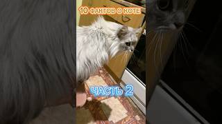 10 ФАКТОВ О КОТЕ ЧАСТЬ 2 🔥🦭😏 #котантоха факты о коте