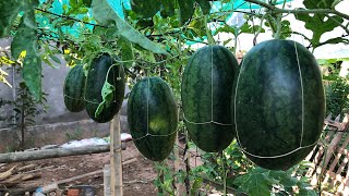 How to transplant watermelon into Garlic​100%​ effective watermelon and Banana have two delicious