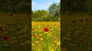 Wild poppies in Cyprus during spring is a scenery to admire.