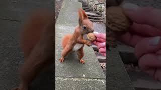 Cute Red Squirrel and Walnut • Рыжик бежит за орешком  #funnysquirrels #funnyanimals #wildlife