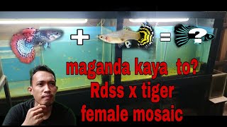 HOW TO MAKE YOUR OWN STRAIN TIGER MOSAIC X RED DRAGON SNAKE SKIN MAGANDA  BA?