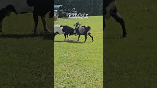 Goat fight #goat #animal #fypシ゚viral #fypage #viralvideo #animals #pets #pet #cutespets #fighting