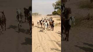 GOATS!! Group going to jungle  in Thar||#yshorts #viralshort #goats