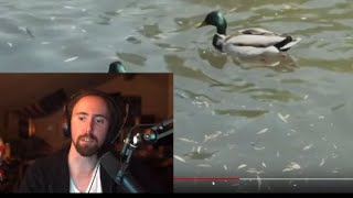 The “Asmongold hates birds” Conspiracy (parts 1-4)