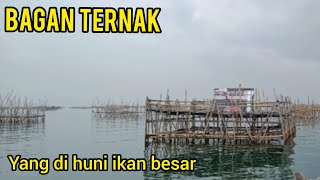 Mancing Bagan Tanjung kait,  Spot Ternak ( sarang ikan )