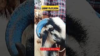 Biggest Goats | Breeding | NELLORE JUDIPI | Gudur Market | #goat #breeding  #andhrapradesh #india