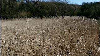 česká krajina [4K]