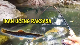 Ikan Uceng Terbesar!!! Mancing uceng dan wader disungai