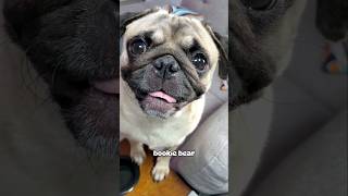 Pookie wookie bookie bear 🙂💜 #dog #pug #cute #funny #fyp #shorts